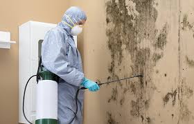 Why You Should Choose Our Mold Remediation Services in Placeholder8